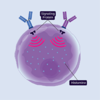 Overactive immune system.