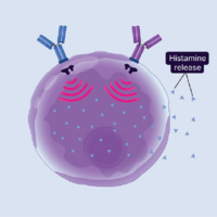 Histamine release.